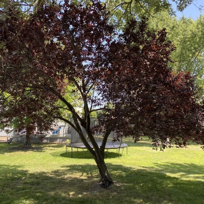 purple leaf plum tree revived