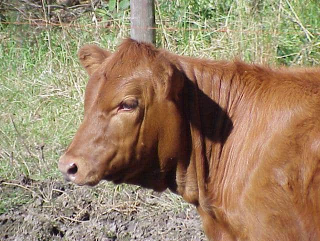 Red_Angus_Heifer